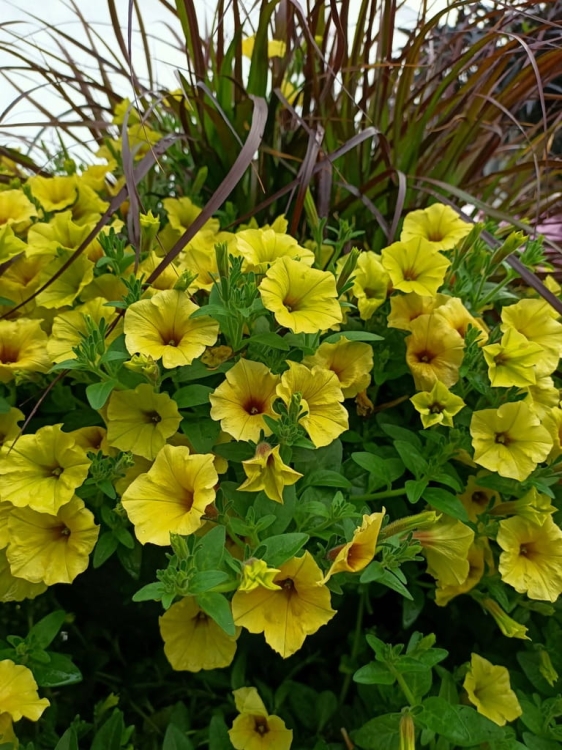 Supertunia MINI VISTA Yellow P9