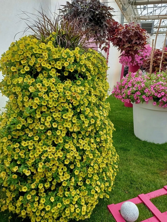 Supertunia MINI VISTA Yellow P9