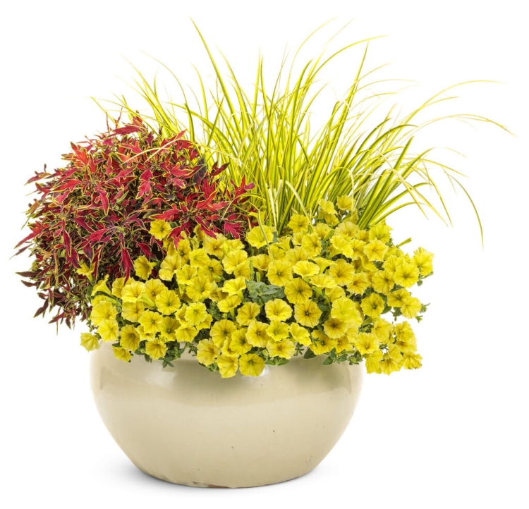 Supertunia MINI VISTA Yellow P9