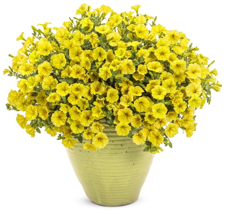 Supertunia MINI VISTA Yellow P9