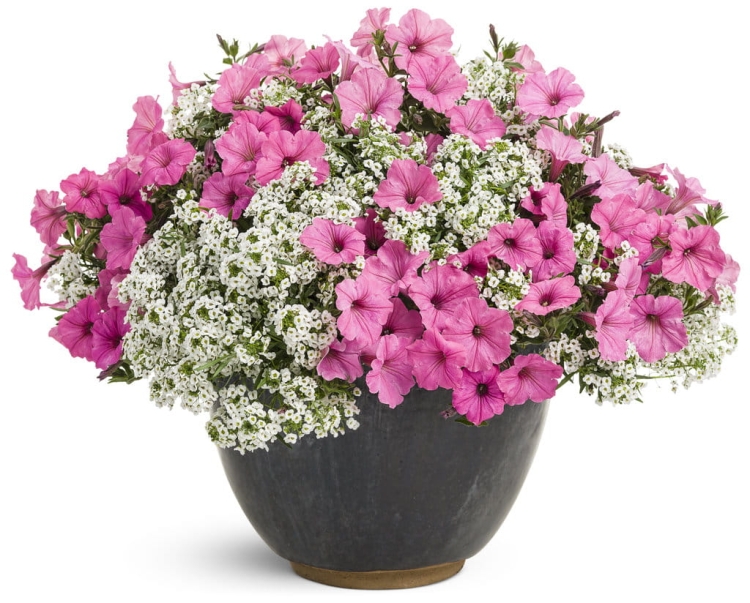 Supertunia VISTA Bubblegum p9