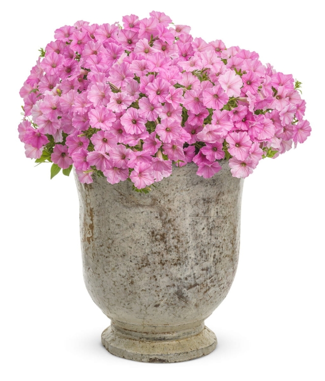 Supertunia VISTA Bubblegum p9