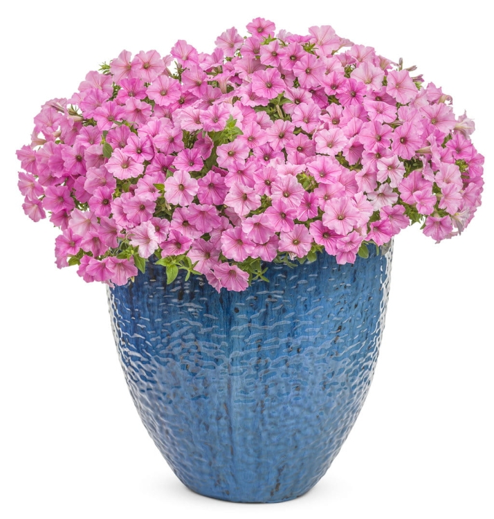Supertunia VISTA Bubblegum p9