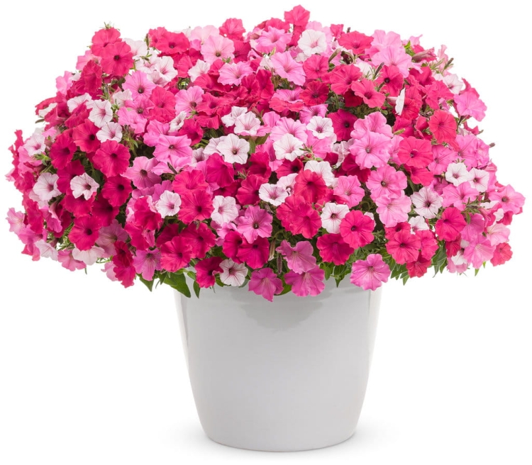 Supertunia VISTA Bubblegum p9