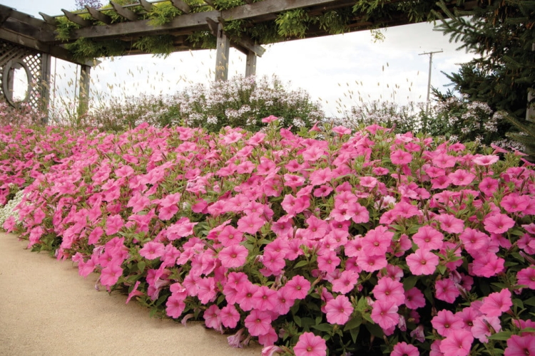 Supertunia VISTA Bubblegum p9