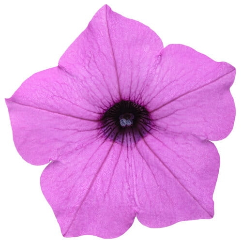 Supertunia VISTA Jazzberry p9