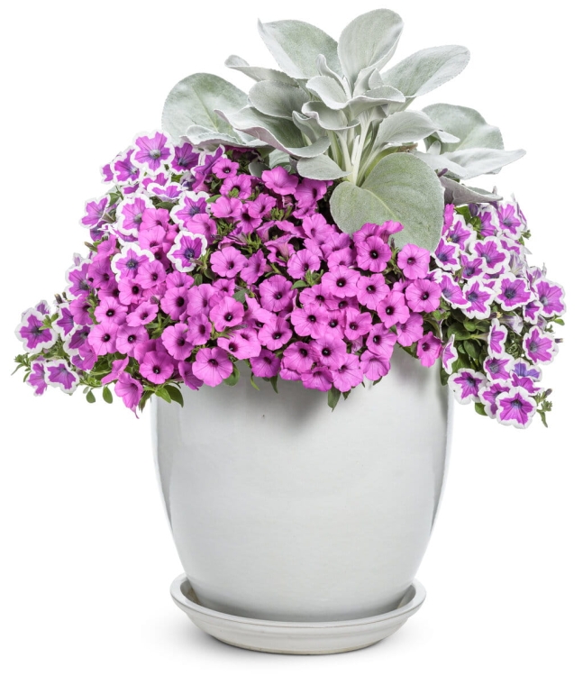 Supertunia VISTA Jazzberry p9