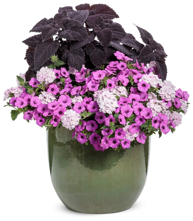 Supertunia VISTA Jazzberry p9