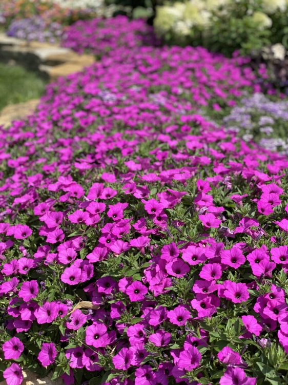 Supertunia VISTA Jazzberry p9