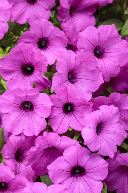 Supertunia VISTA Jazzberry p9