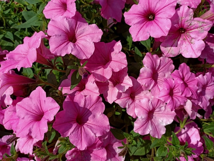 Supertunia Vista Bubblegum 6 sadzonek