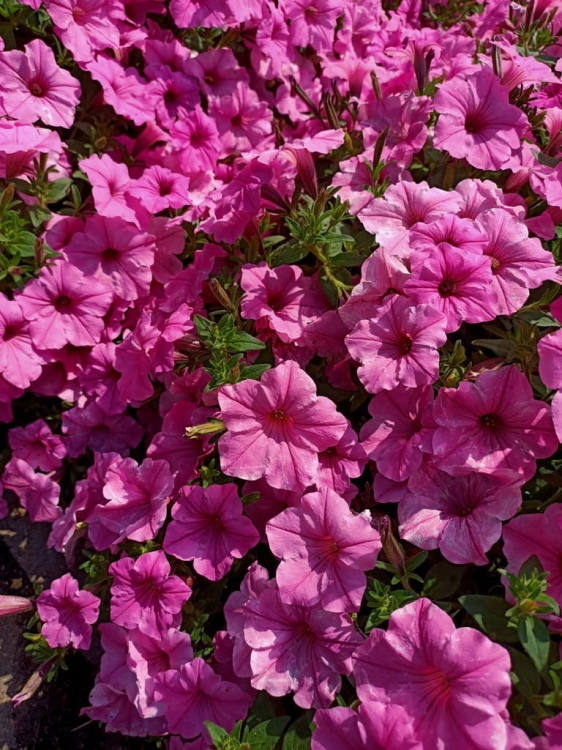 Supertunia Vista Bubblegum 6 sadzonek
