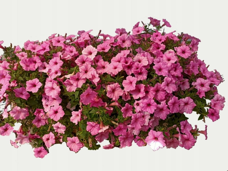 Supertunia Vista Bubblegum 6 sadzonek