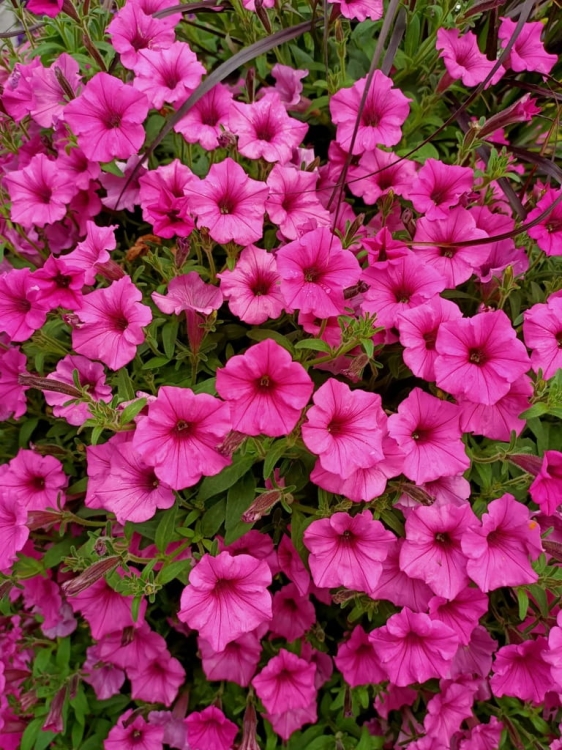 Supertunia Vista Bubblegum 6 sadzonek
