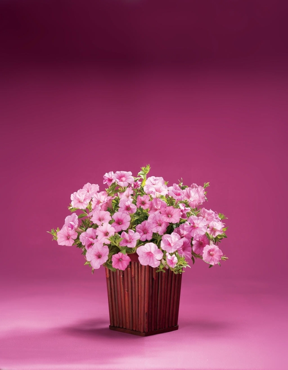 Supertunia Vista Bubblegum 6 sadzonek