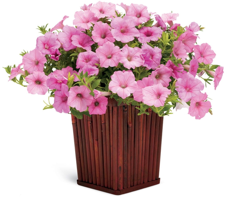 Supertunia Vista Bubblegum 6 sadzonek