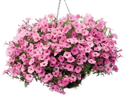 Supertunia Vista Bubblegum 6 sadzonek
