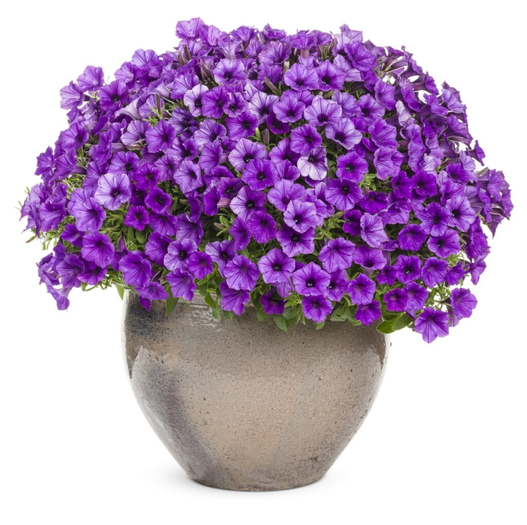 Supertunia MINI VISTA Blue Violet "6 sadzonek"
