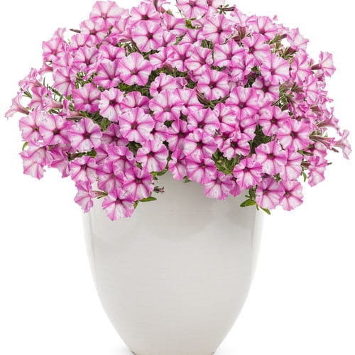 Supertunia MINI VISTA PINK STAR p9