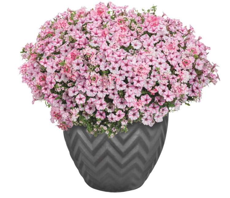 Supertunia MINI VISTA PINK STAR p9