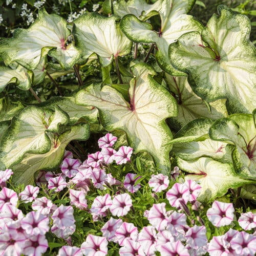 Supertunia MINI VISTA PINK STAR p9