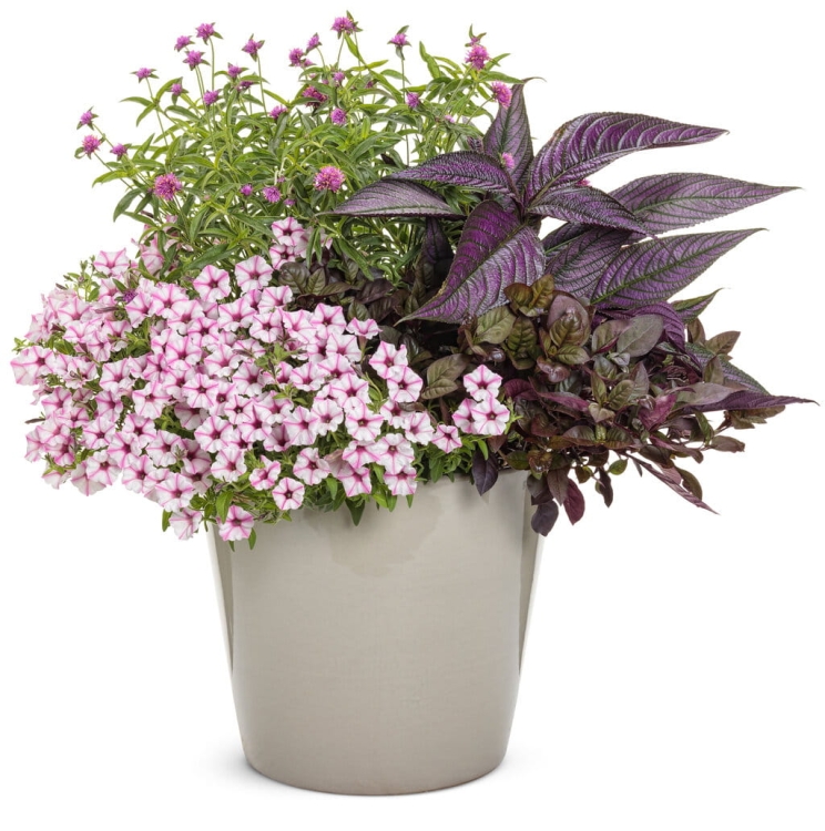 Supertunia MINI VISTA PINK STAR p9