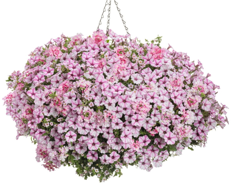 Supertunia MINI VISTA PINK STAR p9