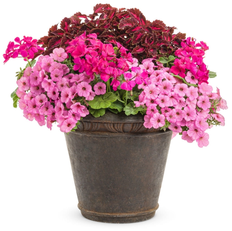 Supertunia MINI VISTA PINK STAR p9