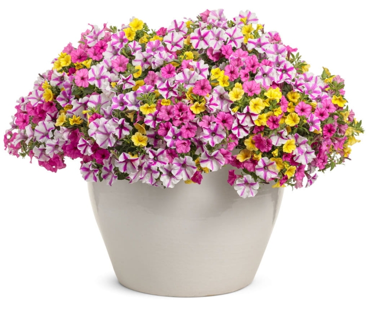 Supertunia MINI VISTA PINK STAR p9