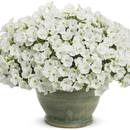 Supertunia MINI VISTA WHITE P9
