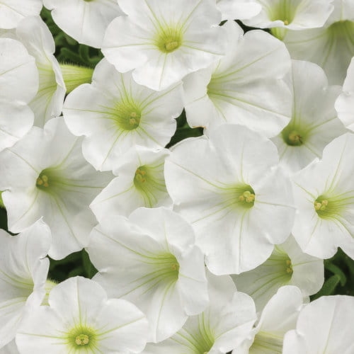 Supertunia MINI VISTA WHITE P9