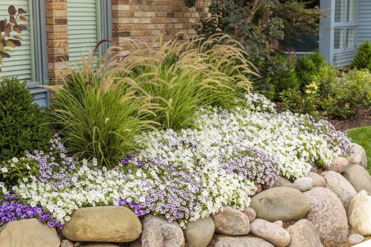 Supertunia MINI VISTA WHITE P9