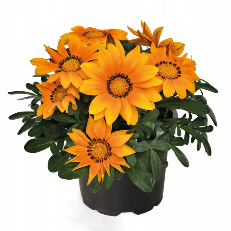 Gazania Zany Orange p9