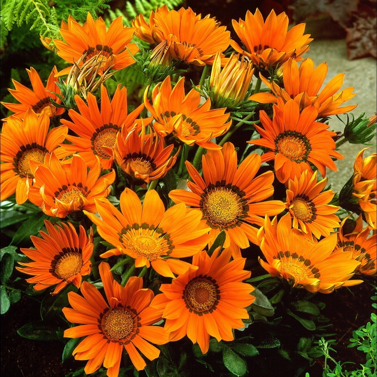 Gazania Zany Orange p9