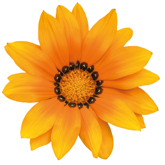 Gazania Zany Orange p9