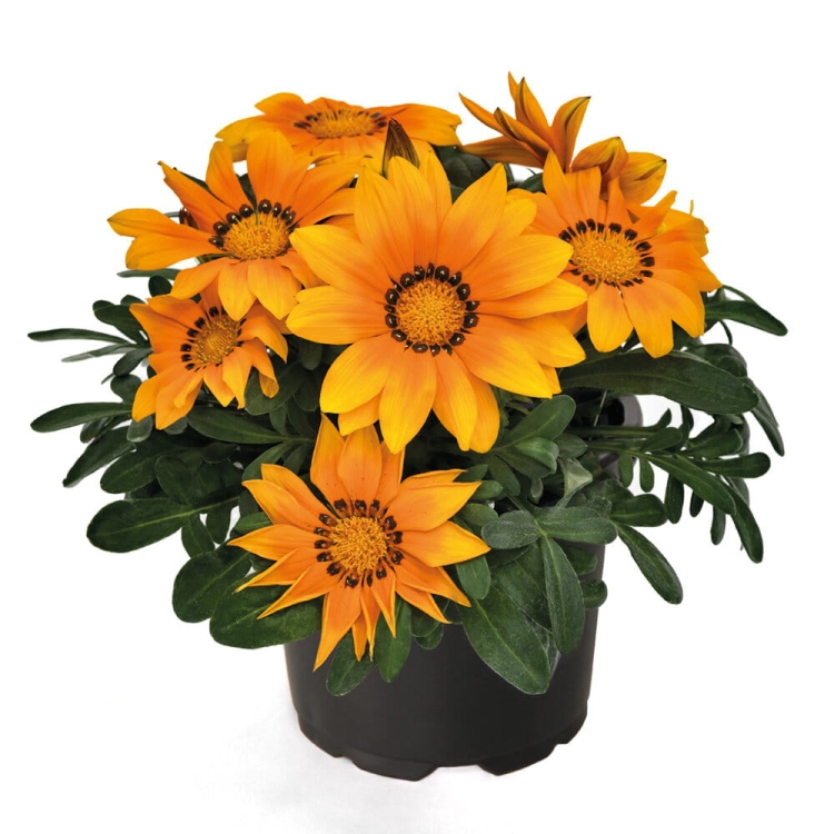 Gazania Zany Orange p9