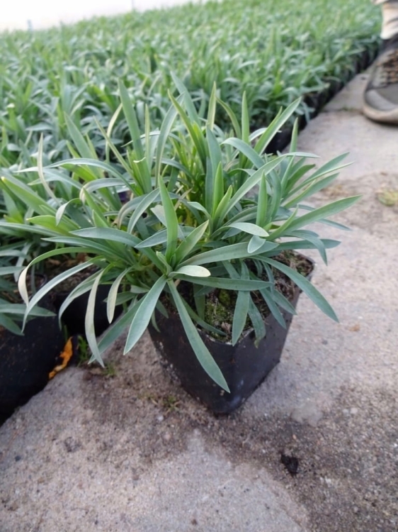 Gazania Zany F1 PINK p9