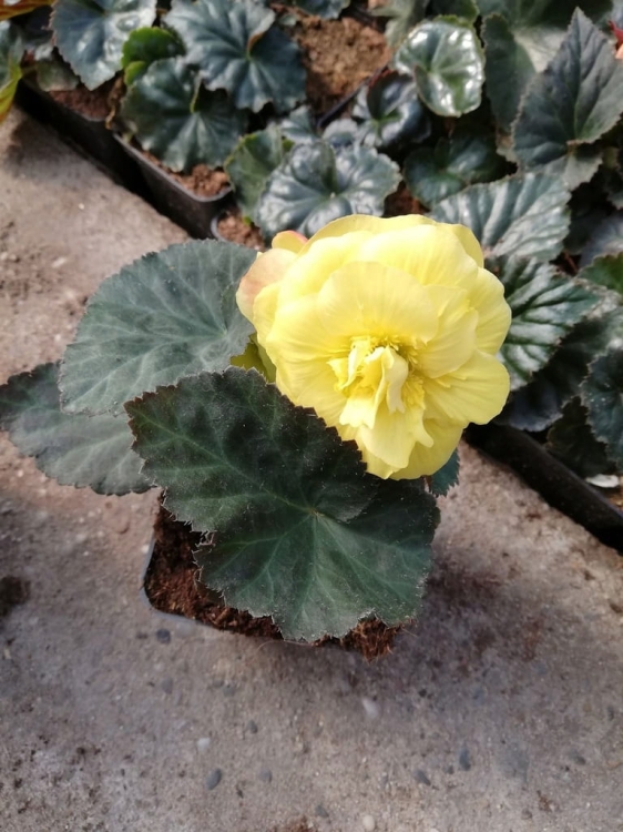BEGONIA BULWIASTA Yellow p9