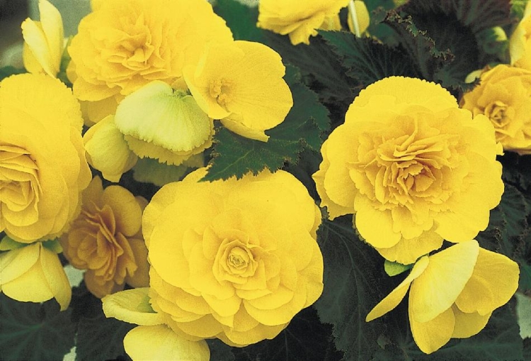 BEGONIA BULWIASTA Yellow p9