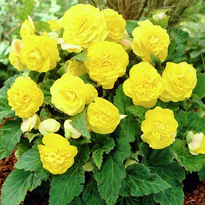 BEGONIA BULWIASTA Yellow p9