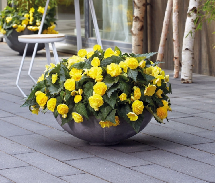 BEGONIA BULWIASTA Yellow p9