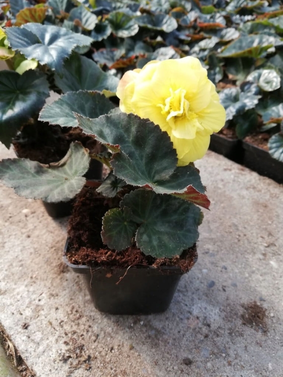 BEGONIA BULWIASTA Yellow p9