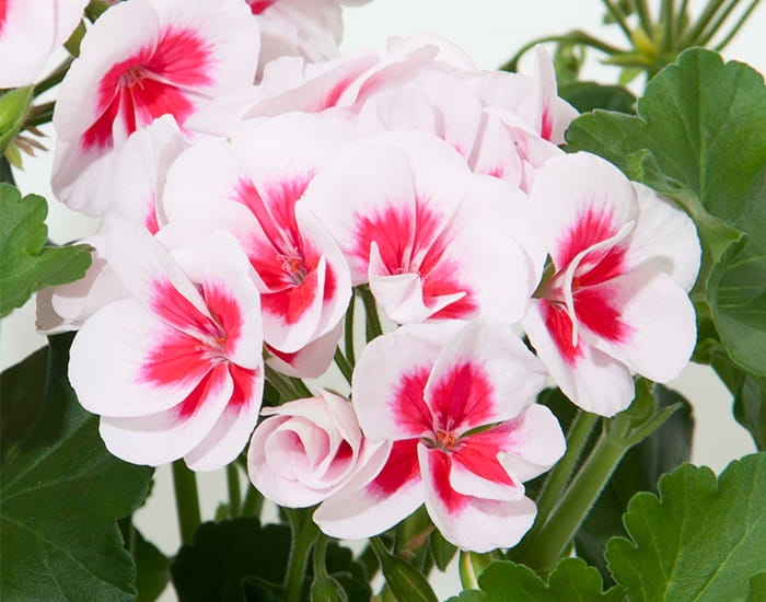Pelargonia Rabatowa Smokey Eye White C12