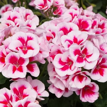 Pelargonia Rabatowa Smokey Eye White C12