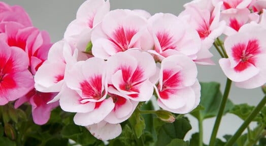 Pelargonia Rabatowa Smokey Eye White C12