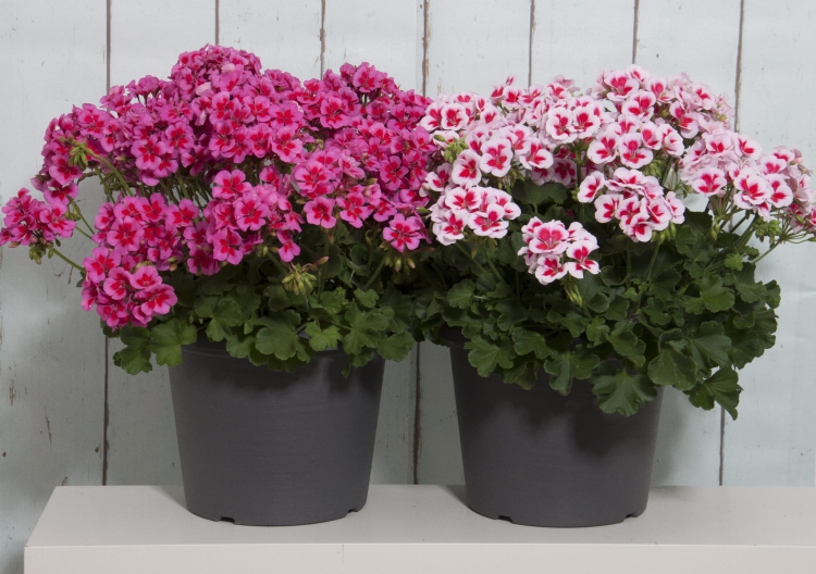 Pelargonia Rabatowa Smokey Eye White C12