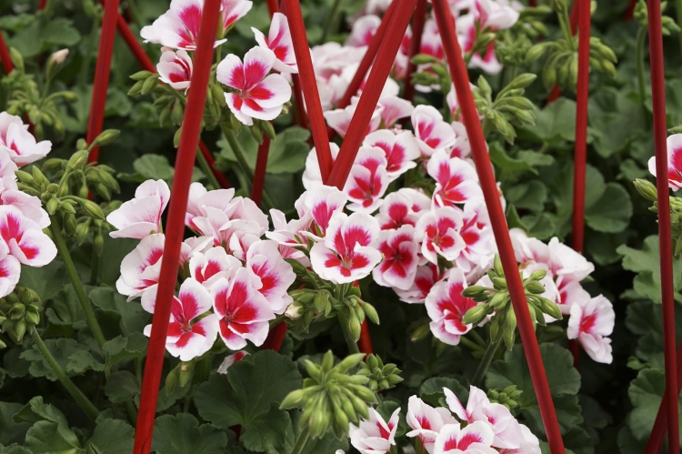 Pelargonia Rabatowa Smokey Eye White C12