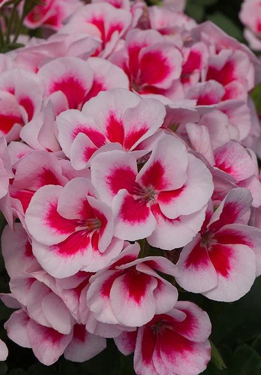 Pelargonia Rabatowa Smokey Eye White C12
