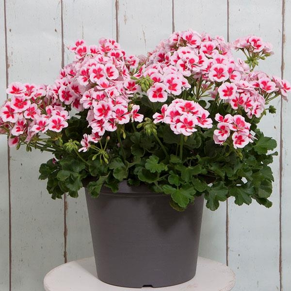 Pelargonia Rabatowa Smokey Eye White C12