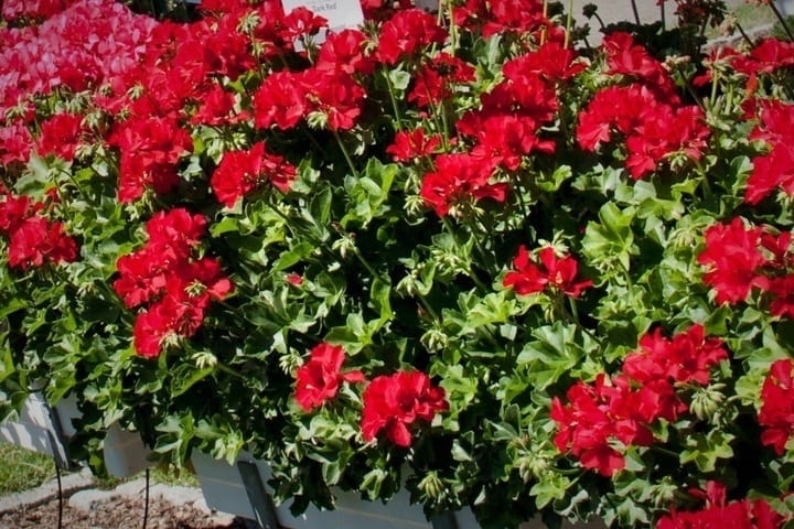 Pelargonia MARCADA DARK RED P9